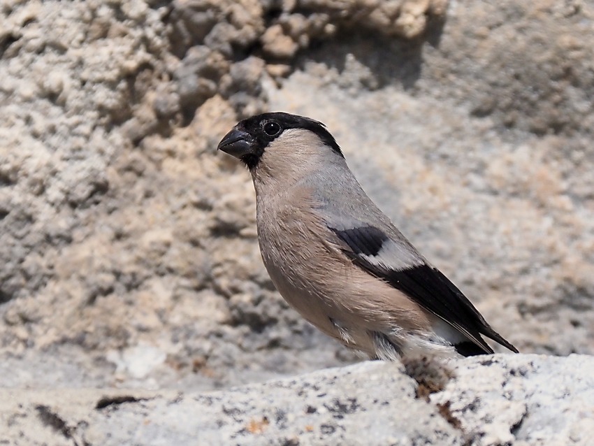 Ciuffolotti (Pyrrhula pyrrhula)